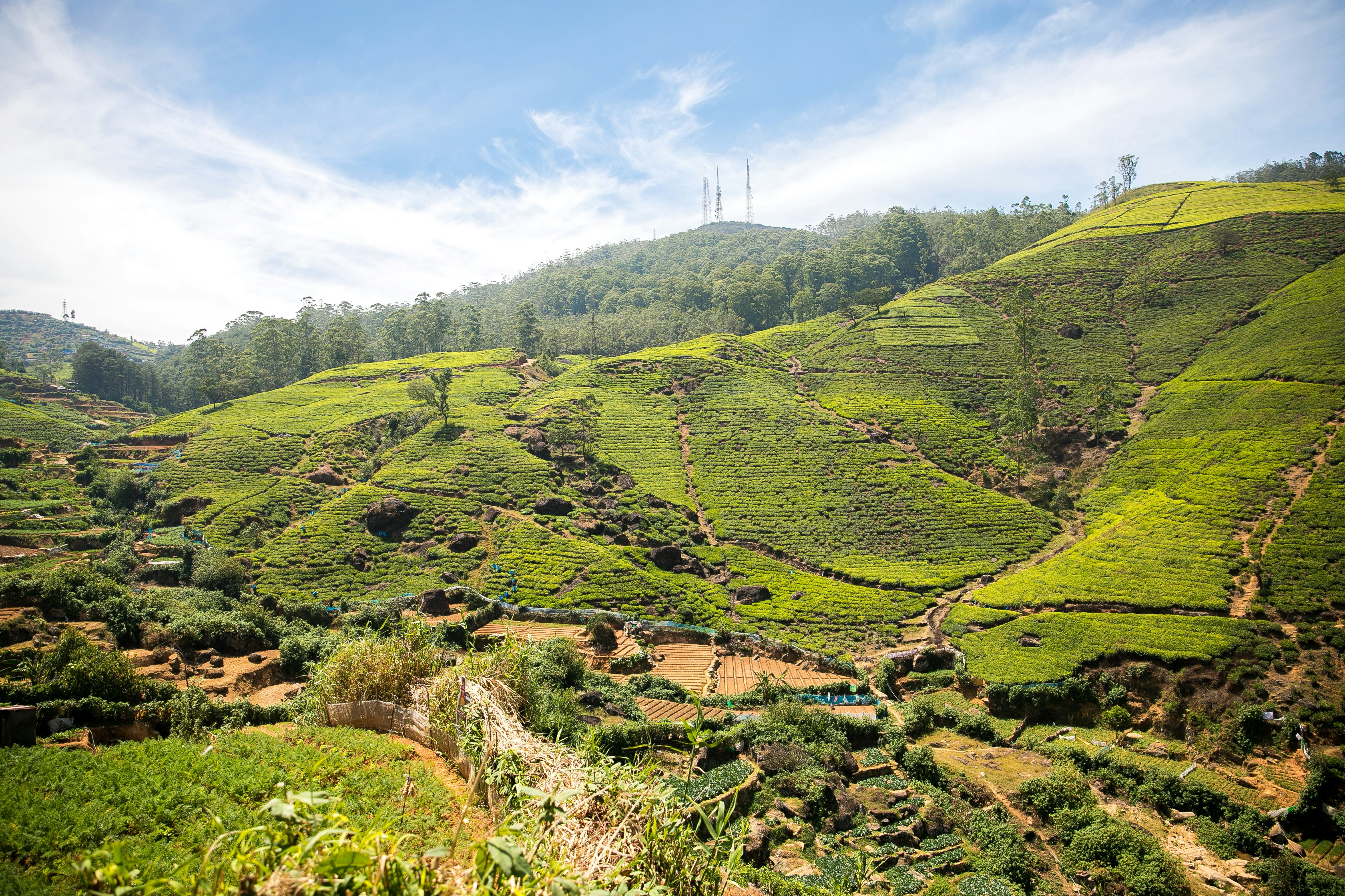 Tea & Mountains Escape – Misty Highlands - Experience the serene beauty of Sri Lanka’s hill country, tea plantations, and s... | One Sri Lanka Tours